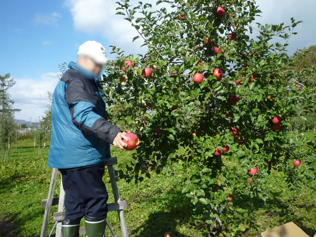 りんごの収穫へ行ってきました。